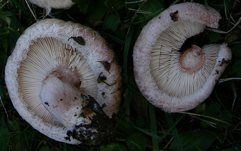Lactarius da determinare (Cfr. L. pubescens)